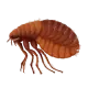 блохи